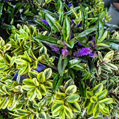 Hebe Andersonii Variegata P11