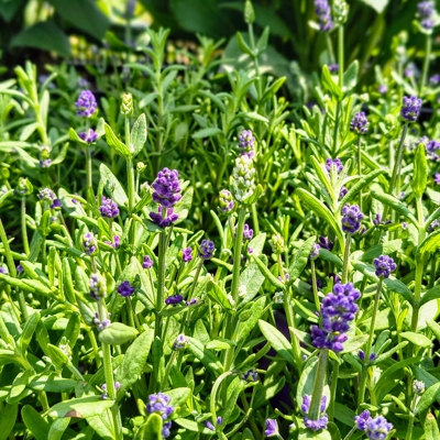 Levanduľa úzkolistá - Lavandula angustifolia  P18
