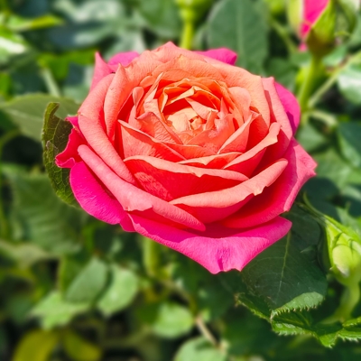 Rosa Kordana – miniatúrna ruža na balkón, do interiéru aj ako darček