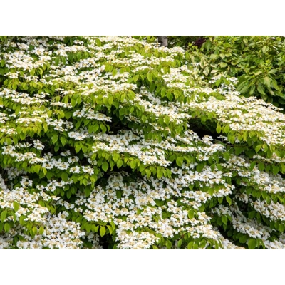 Viburnum ‘Summer Snowflake’ – bohato kvitnúci ker s bielymi metlinami | Maxgarden