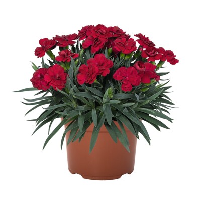 Dianthus caryophyllus ´Peman Red´