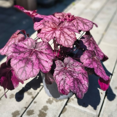 Heuchera americana ’Melting Fire´ P13