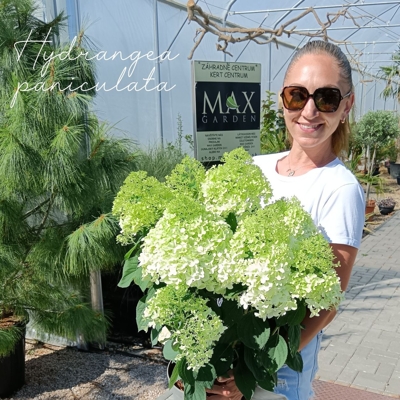 Hydrangea paniculata ‘Sunny Boy’ – metlinatá hortenzia so žltkastým nádychom