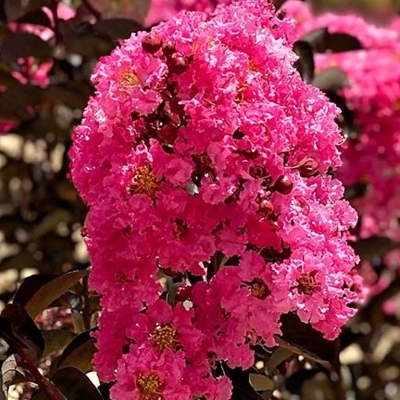 Lagerstroemia indica ‘Twilight Magic’ – tmavolistá myrta krepová s ružovým kvetom