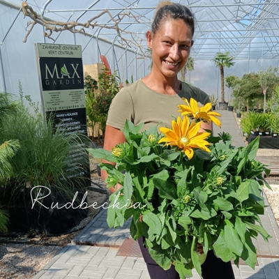 Rudbekia žiarivá  - Rudbeckia fulgida
