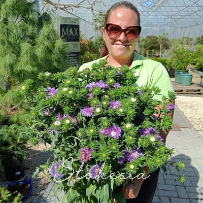Stokesia laevis – jemná modrofialová trvalka do slnečných záhonov