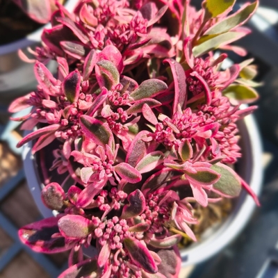 Sedum ‘SunSparkler Dream Dazzler’ – pestrofarebný rozchodník do skalky