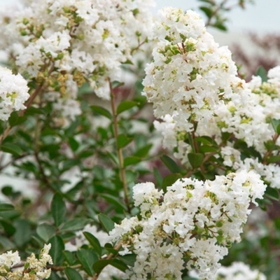 Myrta krepová biela - Lagerstroemia indica  VIACKME? - 300/350cm