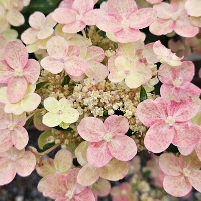 Hydrangea paniculata ´Polestar´ – kompaktná hortenzia s bohatým kvitnutím