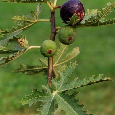 Ficus carica ´Ice Crystal´ – okrasná figa s dekoratívnym listom a chutnými plodmi