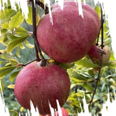 Punica granatum ´Kazake´ – mrazuvzdorný granátovník s chutnými plodmi
