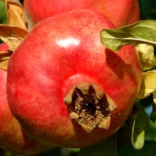 Punica granatum ´Uzbeg´ – úrodný granátovník z Uzbekistanu pre vašu záhradu