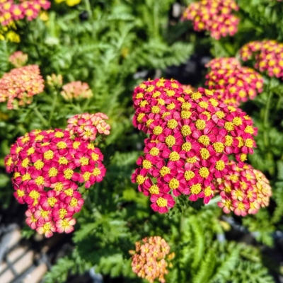 Achillea millefolium ‘Safran’ – oranžovo-šafranový rebríček do slnečných záhonov