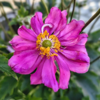 Anemone hupehensis – jesenná veternica s jemnými kvetmi