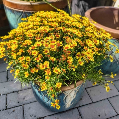 Coreopsis grandiflora ‘Pineapple Pie’ – žltá krasovláska s bordovým stredom