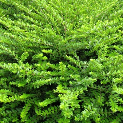 Lonicera nitida ‘Maigrün’ – vždyzelený ker na nízke živé ploty