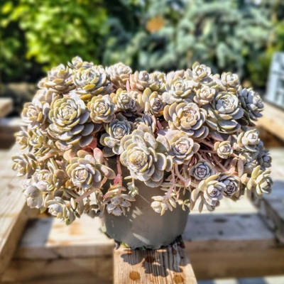 Orostachys furusei – mrazuvzdorný sukulent do skalky
