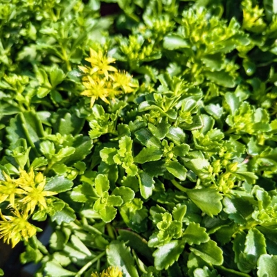 Sedum kamtschaticum ‘Little Miss Sunshine’ – žltý rozchodník do skalky