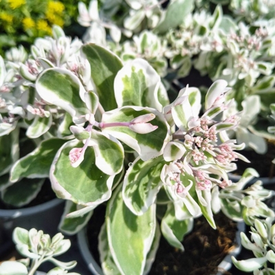 Sedum ‘Frosty Morn’ – panašovaný rozchodník s ružovými kvetmi