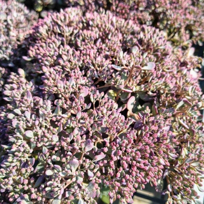 Sedum cauticola ‘Rocky’ – mrazuvzdorný skalný rozchodník s ružovými kvetmi