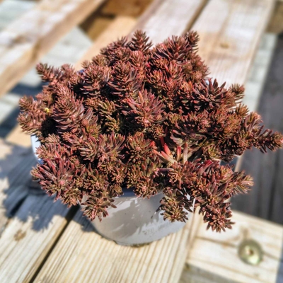 Sedum rupestre ‘Chocolate Ball’ – tmavolistý mrazuvzdorný rozchodník
