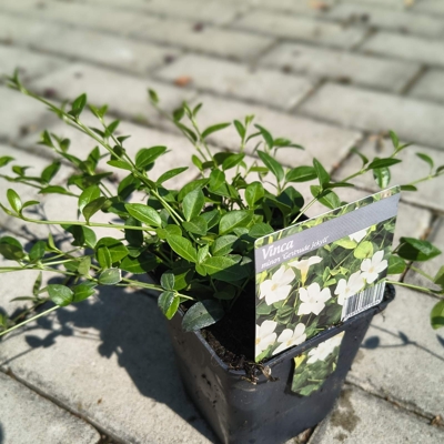 Zimozele? menšia - Vinca minor  'Rubra'