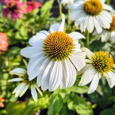 Echinacea ‘PowWow White’ – biela echinacea s dlhou dobou kvitnutia