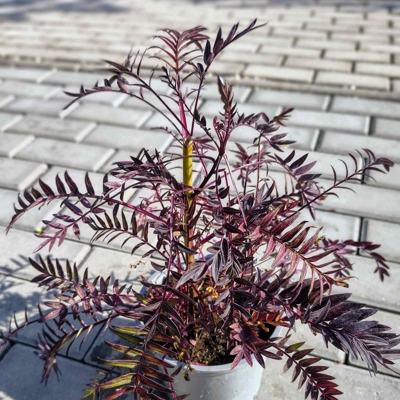 Polemonium ‘Bressingham Purple’ – jirnica s purpurovým listom a fialovými kvetmi