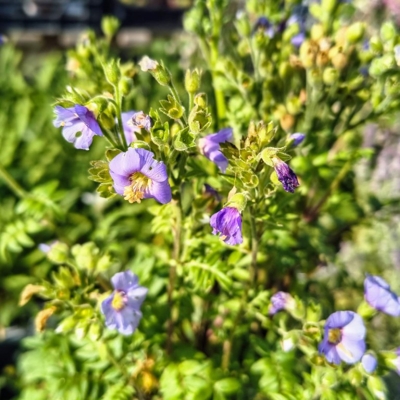 Polemonium ‘Bambino Blue’ – kompaktná jirnica s modrofialovými kvetmi  