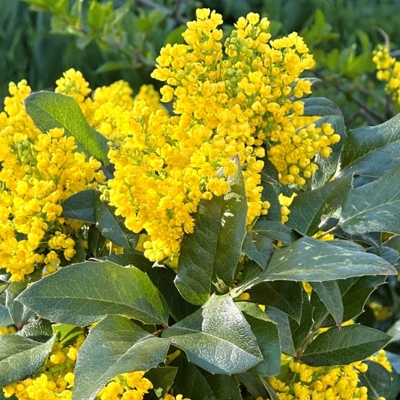 Mahónia ostrolistá - Mahonia aquifolium ’Apollo’ - 15/20cm