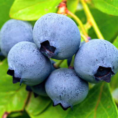 Vaccinium corymbosum ‘Ama Rood’ – kanadská čučoriedka s veľkými plodmi