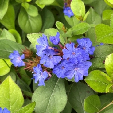 Ceratostigma plumbaginoides – pôdopokryvná modro kvitnúca trvalka