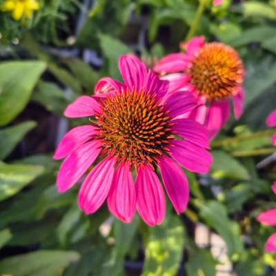 Echinacea purpurea ‘Lakota Pink’ – kompaktná ružová echinacea