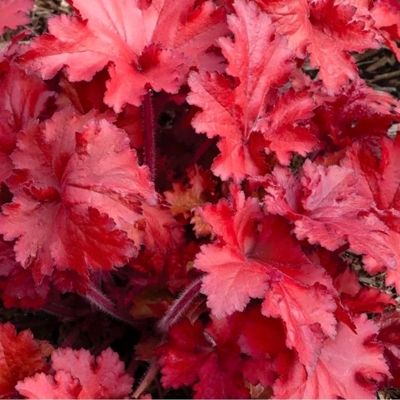 Heuchera – okrasná trvalka s farebnými listami