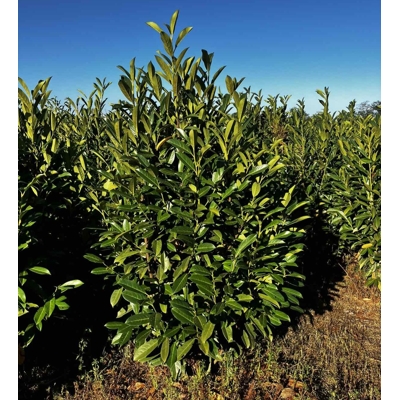 Vavrínovec lekársky - Prunus laurocerasus ´Elly´(ŠTÍHLY poddruh)- 100/120 cm