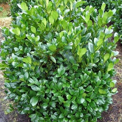 Vavrínovec lekársky - Prunus laurocerasus ´Mano ´ Co3L 40/60