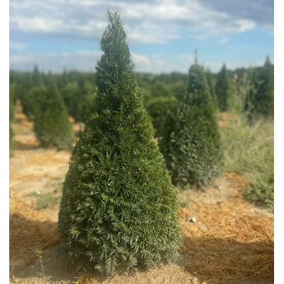 Tis oby?ajný - Taxus baccata - tvar gu?a 30/40cm - kore?ový bal