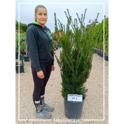 Tis prostredný - Taxus x media ´Hillii´ -110/130cm (kore?ový bal)