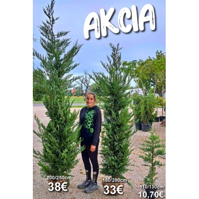 Cupressocyparis leylandii – rýchlorastúci cyprusovec na živé ploty