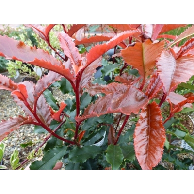 Photinia serratifolia ‘Crunchy’ – červienka s koreňovým balom a zvlnenými listami