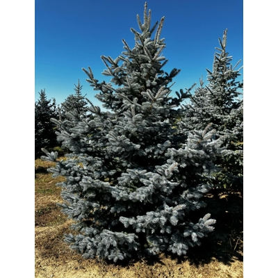Picea pungens ‘Hoopsii’ – modrý smrek s koreňovým balom