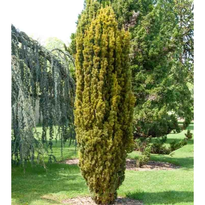 Taxus baccata ‘Fastigiata Aurea’ – tis obyčajný so zlatými výhonmi (koreňový bal)