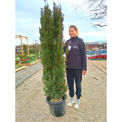 Taxus baccata ‘Fastigiata Robusta’ – stĺpovitý tis s koreňovým balom