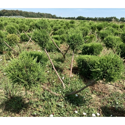 Juniperus × media ‘Mint Julep’ bonsai – borievka s koreňovým balom