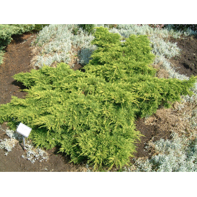 Juniperus × media ‘Old Gold’ – zlatožltá borievka (koreňový bal)