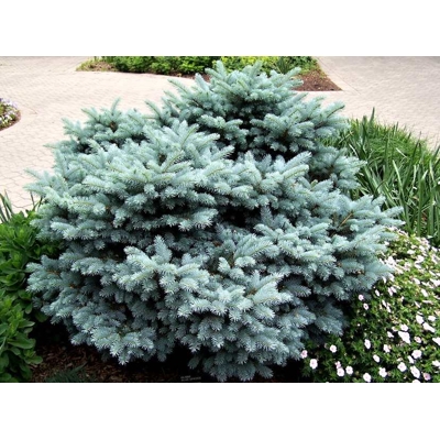 Picea pungens ‘Glauca Globosa’ – zakrslý modrý smrek (koreňový bal)
