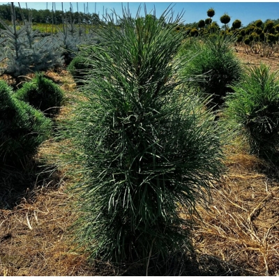 Pinus nigra ‘Pyramidalis’ – stĺpovitá borovica čierna (koreňový bal)