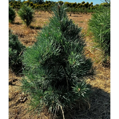 Pinus sylvestris ‘Watereri’ – kompaktná borovica (koreňový bal)