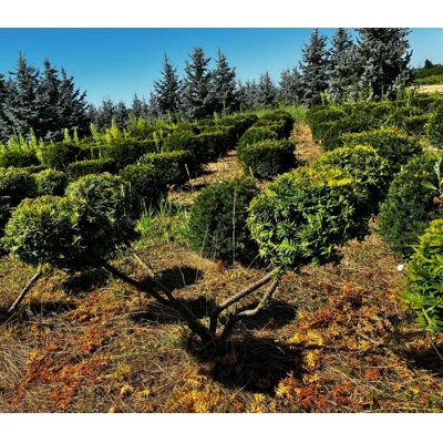 Taxus baccata ‘Fastigiata Robusta’ – stĺpovitý tis s koreňovým balom