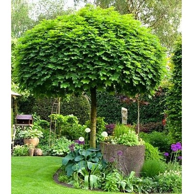 Javor mlie?ny - Acer platanoides ´Globosum´ - na 200/220cm kmeni 6/8